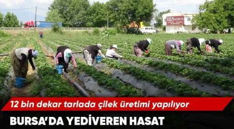 Bursa’da yediveren hasat...