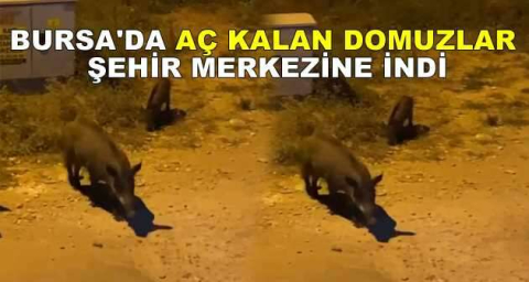 Bursa'da aç kalan domuzlar şehir merkezine indi