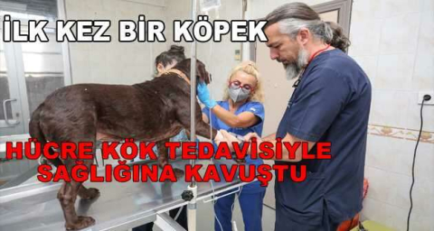 Bursa’da ilk kez bir köpek, hücre kök tedavisiyle sağlığına kavuştu