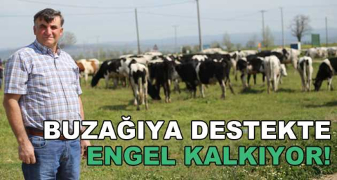 BUZAĞIYA DESTEKTE ENGEL KALKIYOR