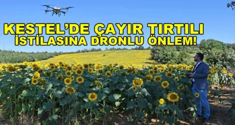 Kestel’de çayır tırtılı istilasına dronlu önlem