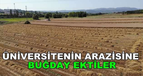 Üniversitenin arazisine buğday ektiler, 400 ton hasat yaptılar