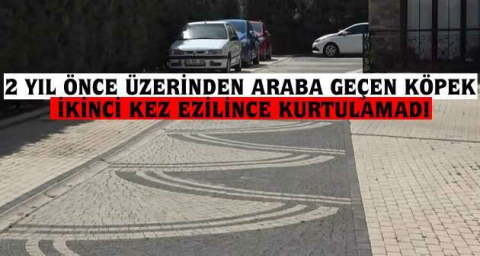 Ezdiği köpeğe aldırış etmeden aracını park edip gitti