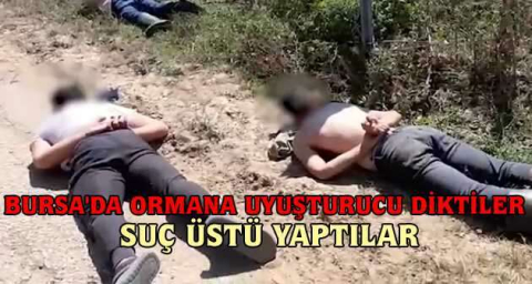 Bursa'da ormana uyuşturucu diktiler, suç üstü yaptılar