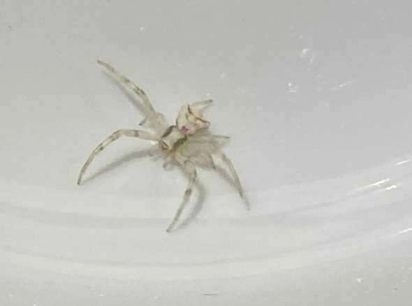 İnsan yüzlü örümcek görenleri şaşkına çevirdi