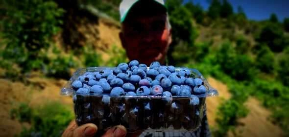 Kilosu 100 lira olan dalındaki meyvelerini bomba ve kuş sesleriyle koruyor