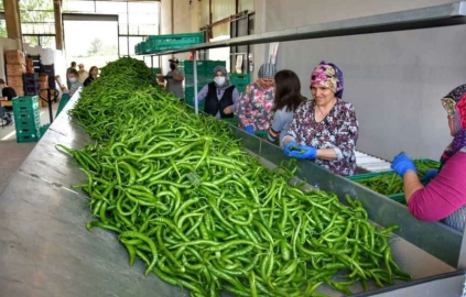 Üretken belediyecilik bilimin gündeminde