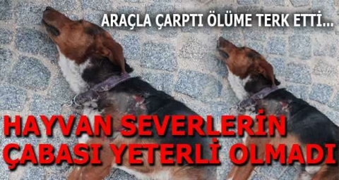 Araçla çarptı ölüme terk etti...Hayvan severlerin çabası yeterli olmadı