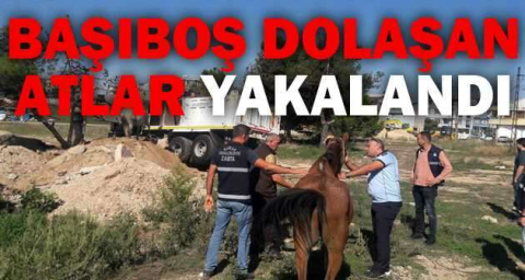 Başıboş dolaşan atları yakaladılar