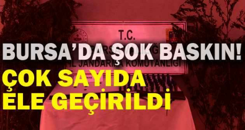 Bursa'da kenevir tarlasına jandarma baskını