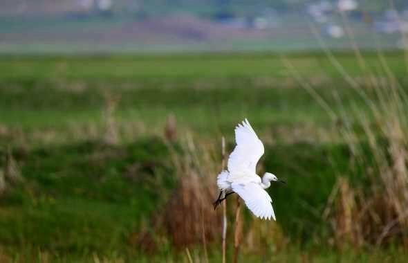 Göçmen kuşların Afrika- Asya yolculuğunun mola noktası