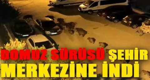 Bursa’da domuz sürüsü şehir merkezine indi