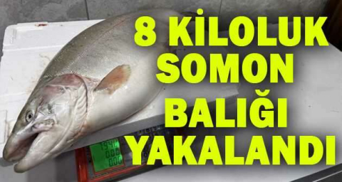 İznik Gölü’nde 8 kiloluk somon balığı yakalandı