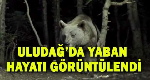 Uludağ’da yaban hayatı görüntülendi