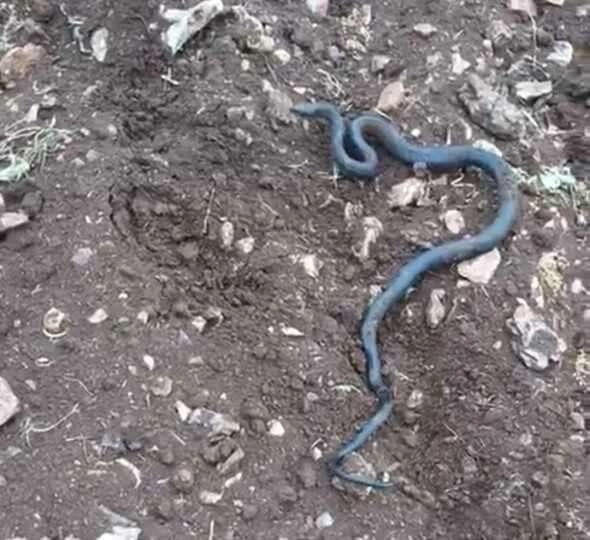ARAZİ GENİŞLETİRKEN KAYALARIN ALTINDA 2 METRELİK YILANLAR ÇIKTI