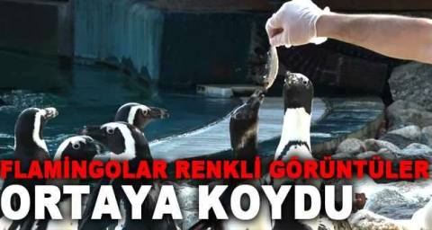 Flamingolar renkli görüntüler ortaya koydu
