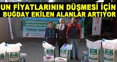 Un fiyatlarının düşmesi için buğday ekilen alanlar artıyor