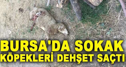 Bursa'da sokak köpekleri dehşet saçtı