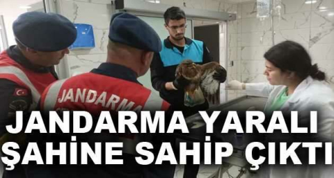 Jandarma yaralı şahine sahip çıktı