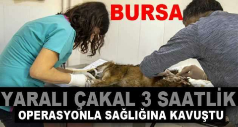 Yaralı çakal 3 saatlik operasyonla sağlığına kavuştu