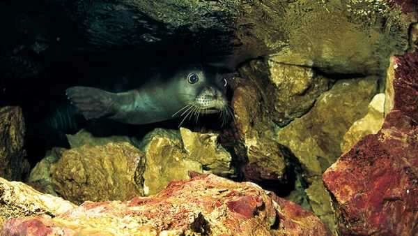 Akdeniz foku yavrularına 'mağara turu' tehdidi