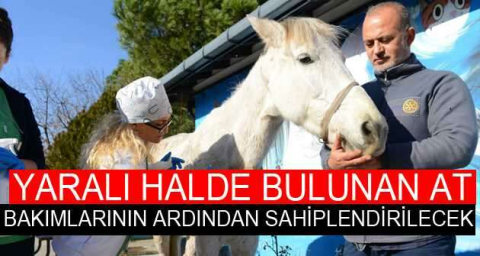 Hırsızlık yapanlar şiddet uygulayıp ölüme terk etti... Belediye sahip çıktı