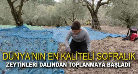 Soğuk ve çamur onları durdurmuyor...Hasat yapıyorlar