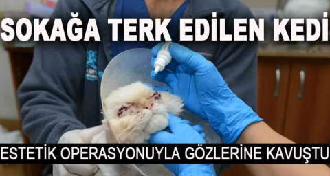 Sokağa terk edilen kedi, estetik operasyonuyla gözlerine kavuştu