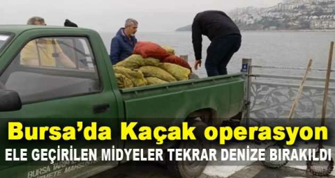 Kaçak midye avcılarına operasyon