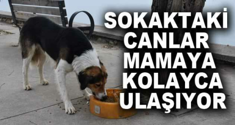 Sokaktaki canlar mamaya kolayca ulaşıyor