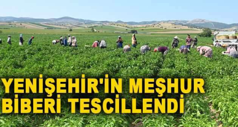 YENİŞEHİR'İN MEŞHUR BİBERİ TESCİLLENDİ
