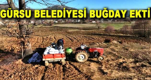 Gürsu Belediyesi buğday ekti