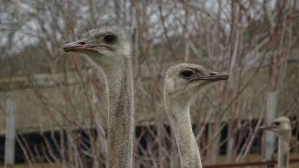 Yazın yumurtlayan deve kuşları kışın yumurtlamaya başladı