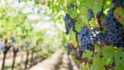 Kayseri Kocasinan'da 1.907 m² bağ yeri mahkemeden satılıktır