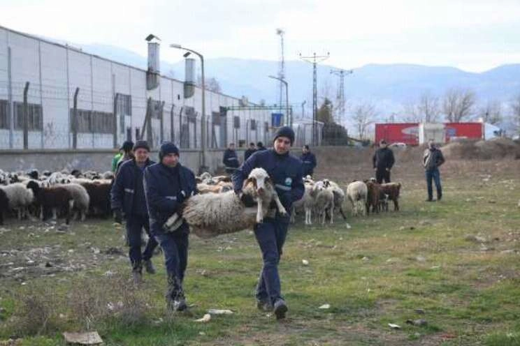 Ekili arazilere zarar veren koyunlara zabıta müdahale etti