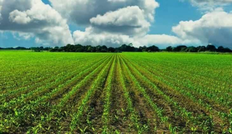 Sivas Şarkışla'da 2.138,34 m² tarla mahkemeden satılıktır