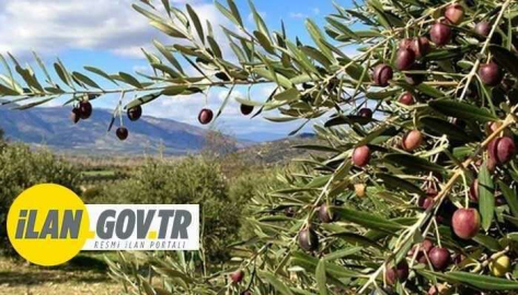 Aydın Söke'de 1.171154 m² zeytinlik icradan satılıktır (çoklu satış)