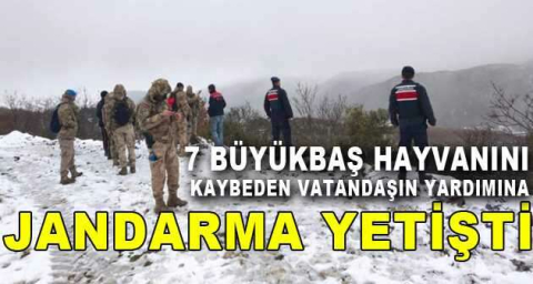 7 büyükbaş hayvanını kaybeden vatandaşın yardımına jandarma yetişti