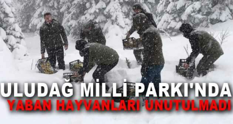 Uludağ Milli Parkı'nda yaban hayvanları unutulmadı