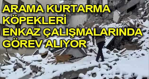  TSK’ya ait arama kurtarma köpekleri enkaz çalışmalarında görev alıyor