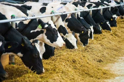 Deprem bölgesindeki üreticiler için hayvan yemi kampanyası başlatıldı