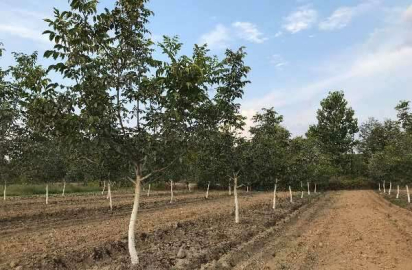 Trabzon Vakfıkebir ilçesinde 1.159 m² çalılık icradan satılıktır