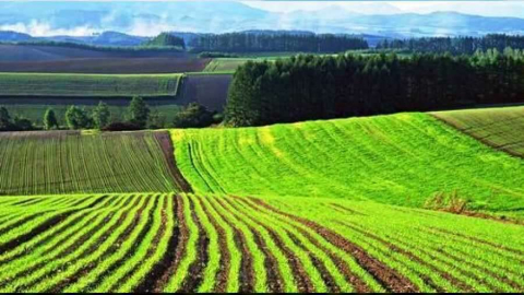 Çanakkale Bayramiç'te 3.382 m² tarla mahkemeden satılıktır (çoklu satış)