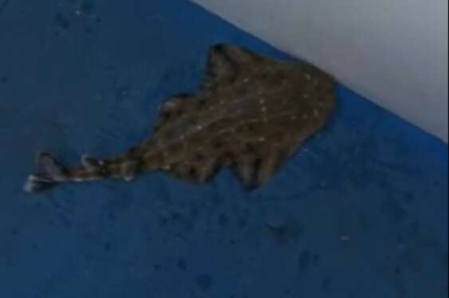 Nesli tükenmekte olan köpek balığından sürpriz haber