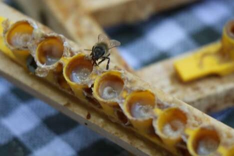 Servet değerinde: Gramı 15, kilosu 15 bin TL