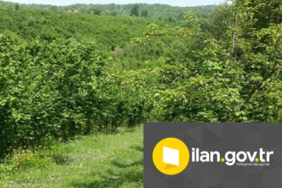 Nevşehir Ürgüp'te 1.168 m² bahçe mahkemeden satılıktır (çoklu satış)