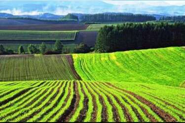 Alanya'da iki katlı kargir ev ve tarlası vasıflı taşınmaz mahkemeden satılıktır