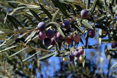 Balıkesir Ayvalık Beşiktepe Mahallesi'nde 35.250 m² zeytinlik icradan satılıktır