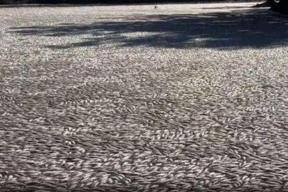 35 kilometrelik bir nehir hattında milyonlarca balık öldü
