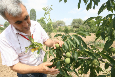 Meyve yetiştiricisine bilinçli budama çağrısı